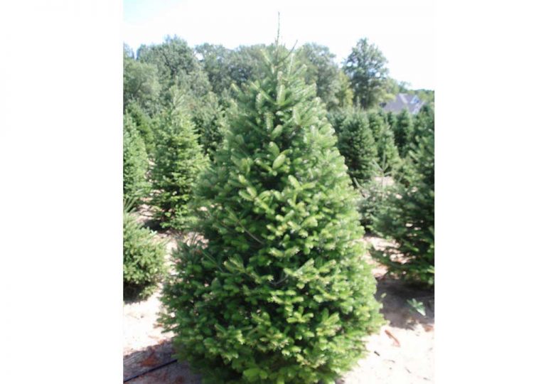 Buy Christmas Tree Online