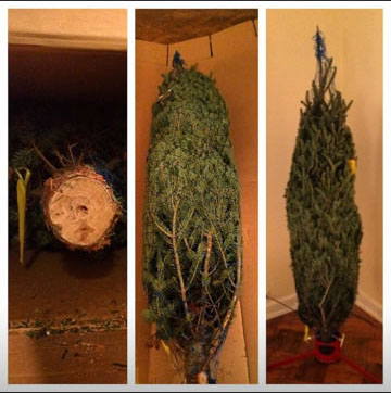 Mail Order Christmas Trees Online