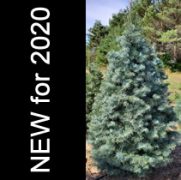 Buy Christmas Trees Online  Order Direct from Farm