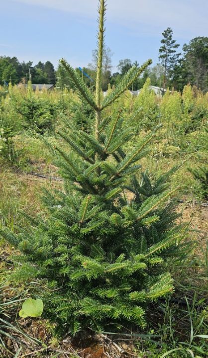 Fraser Fir Tabletop Christmas Tree