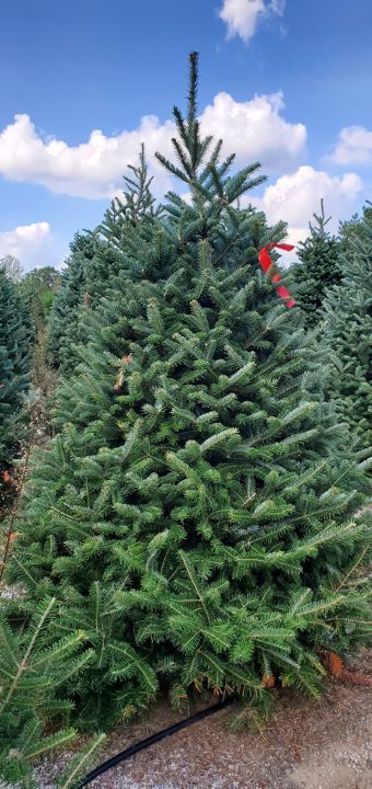 5.5' Fraser Fir Christmas Tree